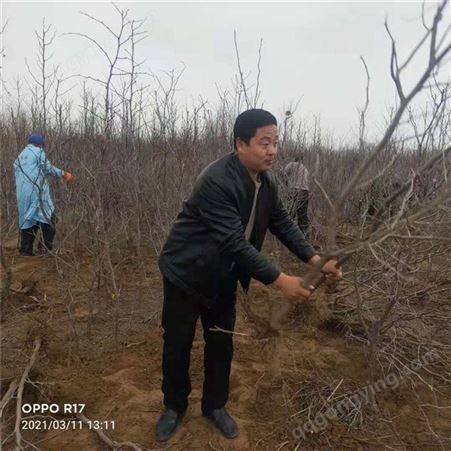 果鑫 北方种植果树苗木 冬枣苗木 批发厂家
