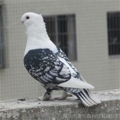 深圳龙岗供应各种观赏鸽及 淑女鸽 特别鸽 鸽子 QQ2522323359