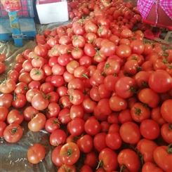 亳州市 西红柿 批发新鲜蔬菜 价格便宜宏远果蔬