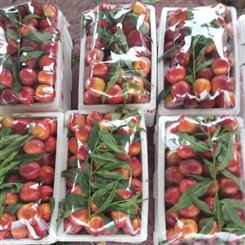 萍乡市做工优质 油桃 油桃厂家批发 新鲜水果 规格