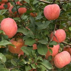 张家界市苹果 红富士苹果 采购新鲜水果 优质货源宏远果蔬