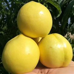 荆州市厂家黄金油桃批发 新鲜水果 宏远果蔬 全国销售