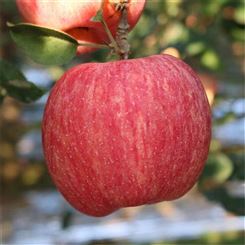红富士苹果脆甜 大量求购冷库红富士苹果
